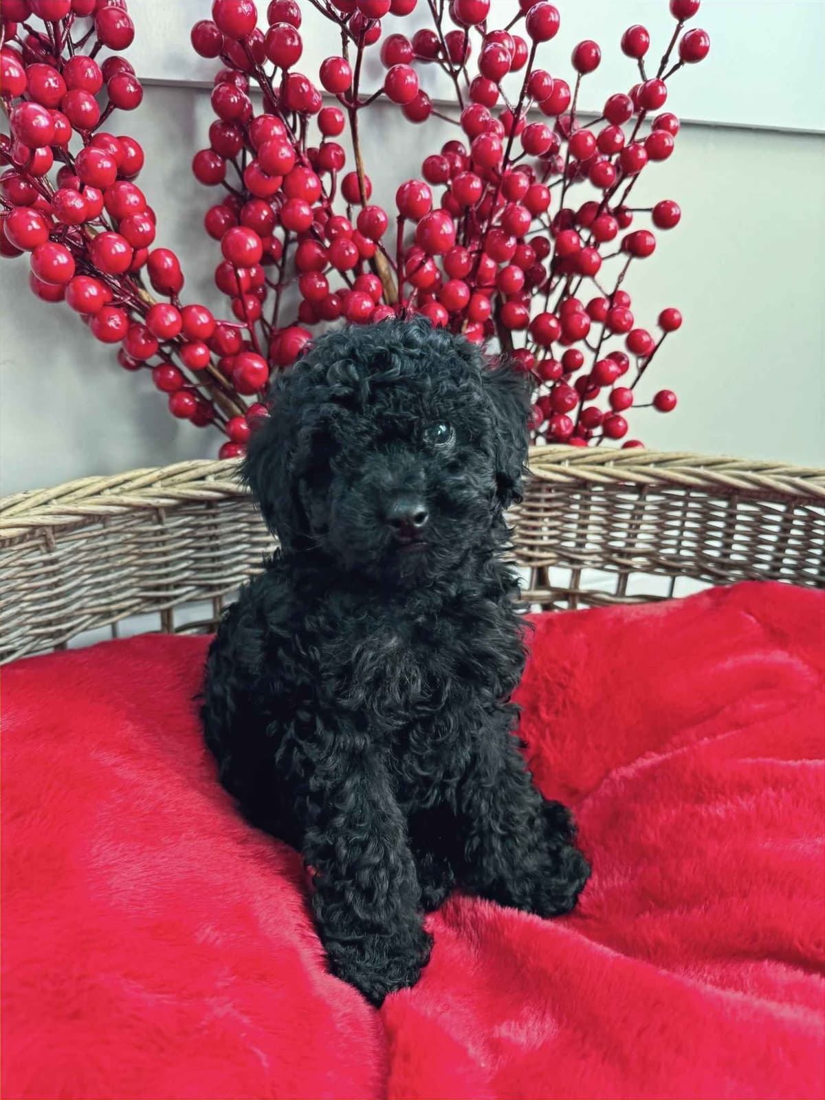 Toy/Mini Poodle Puppies breeder image 27