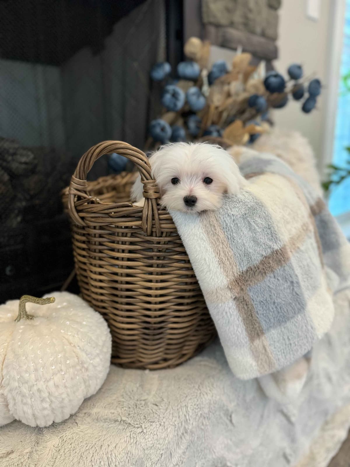 Toy/Mini Poodle Puppies breeder image 6