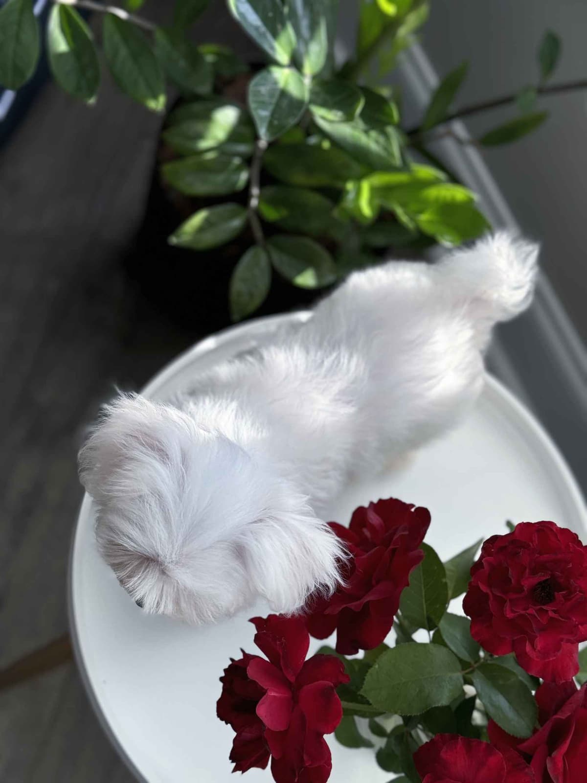 Toy/Mini Poodle Puppies breeder image 4