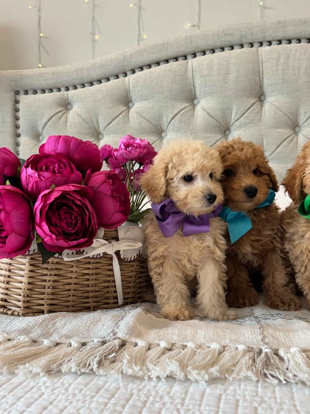 Toy/Mini Poodle Puppies media 2