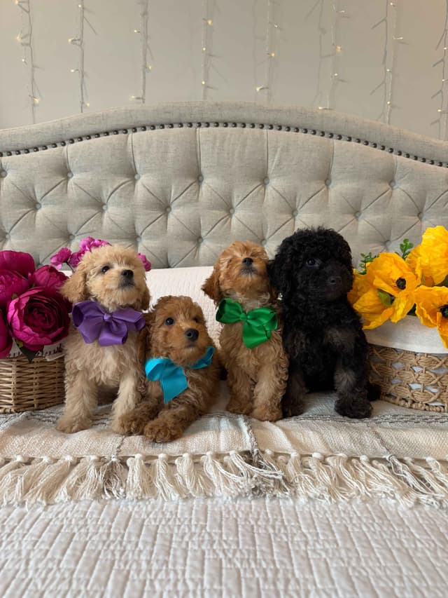 Toy/Mini Poodle Puppies media 4