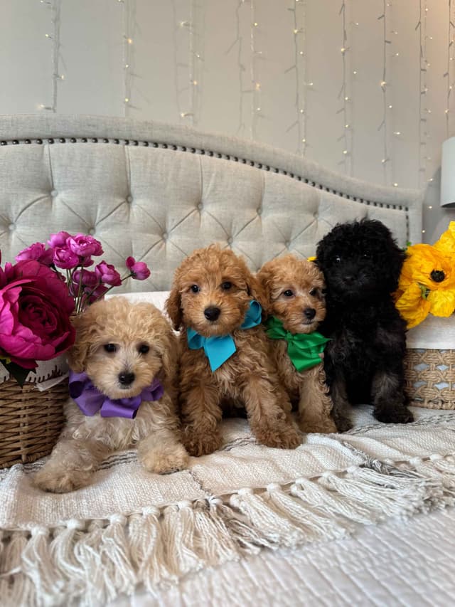 Toy/Mini Poodle Puppies media 3