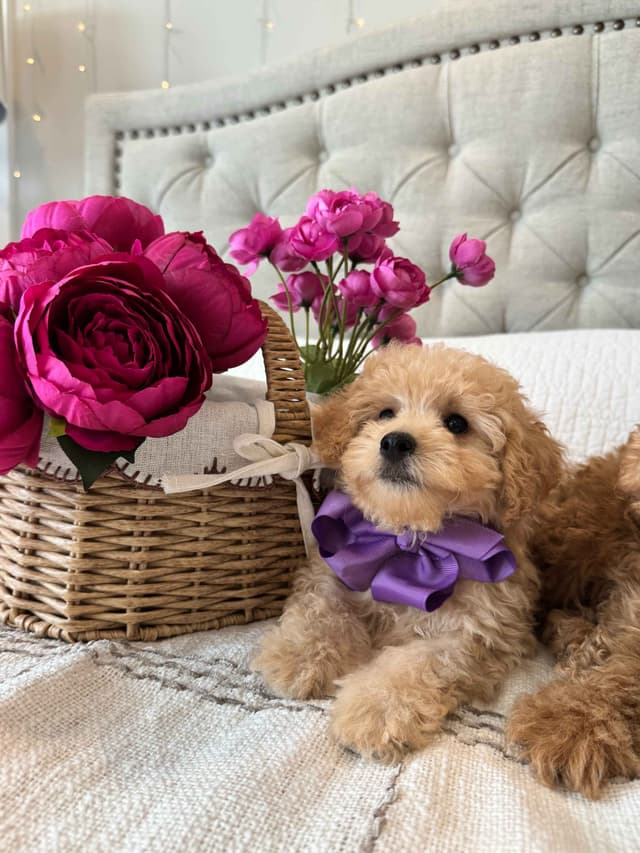 Toy/Mini Poodle Puppies media 6