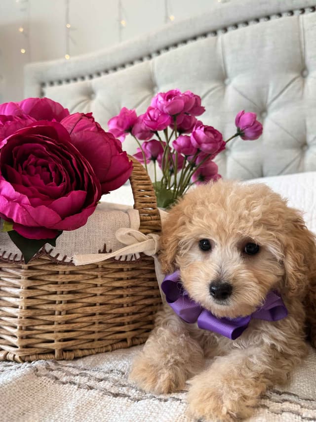 Toy/Mini Poodle Puppies media 5