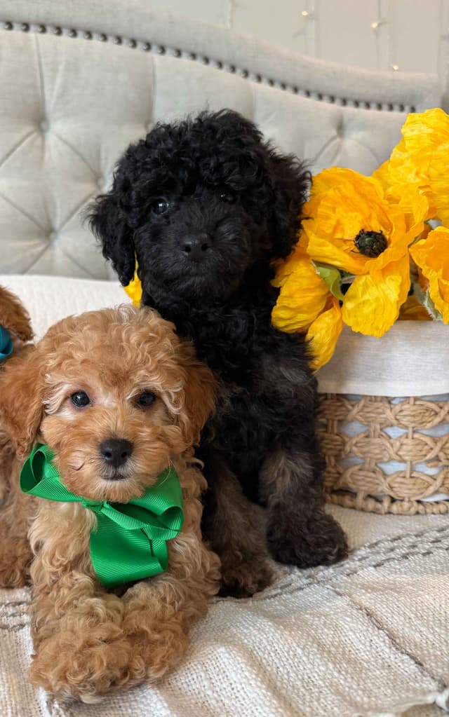 Toy/Mini Poodle Puppies media 7