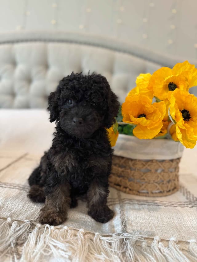 Toy/Mini Poodle Puppies media 8