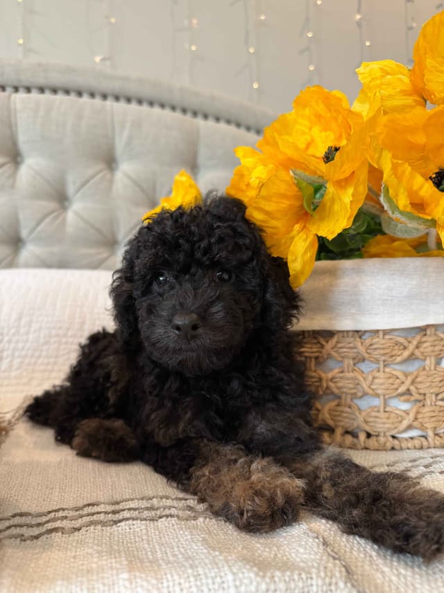 Toy/Mini Poodle Puppies media 9