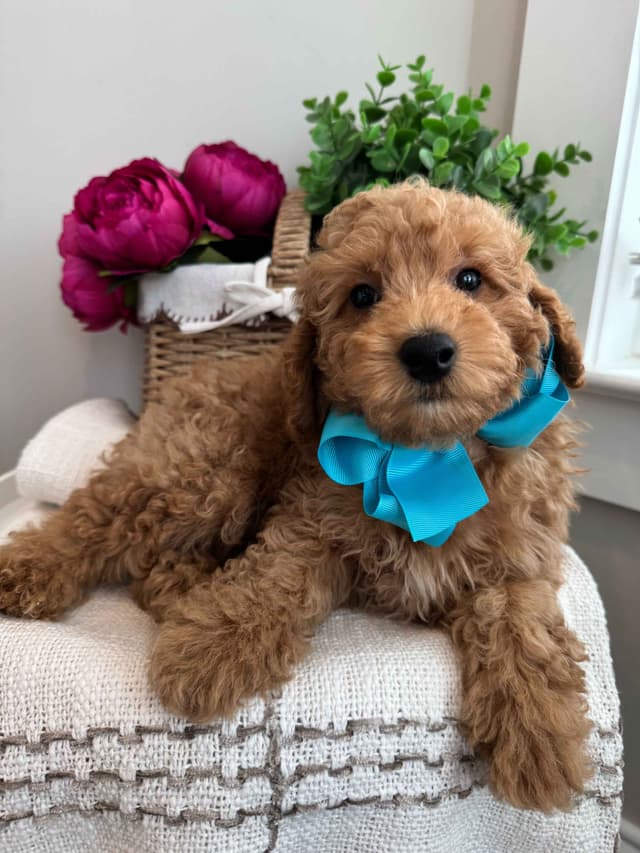 Toy/Mini Poodle Puppies media 10