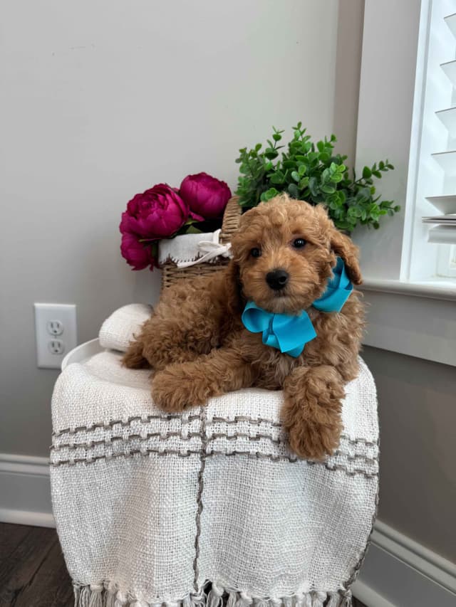 Toy/Mini Poodle Puppies media 11
