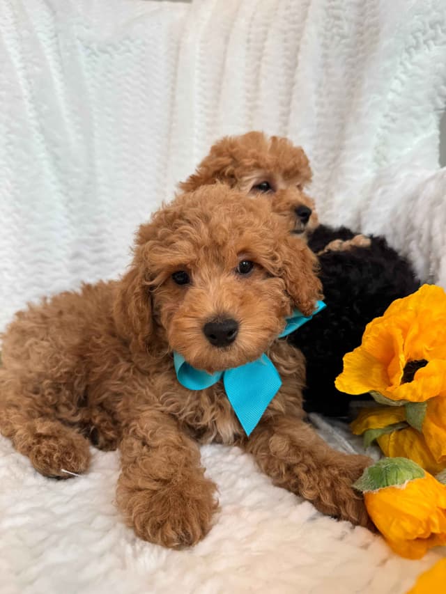 Toy/Mini Poodle Puppies media 12