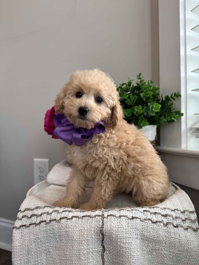Toy/Mini Poodle Puppies media 13