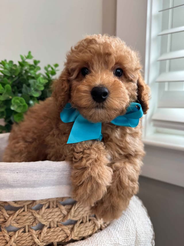 Toy/Mini Poodle Puppies media 14