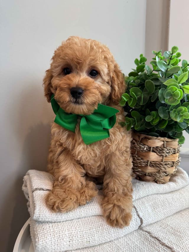 Toy/Mini Poodle Puppies media 15