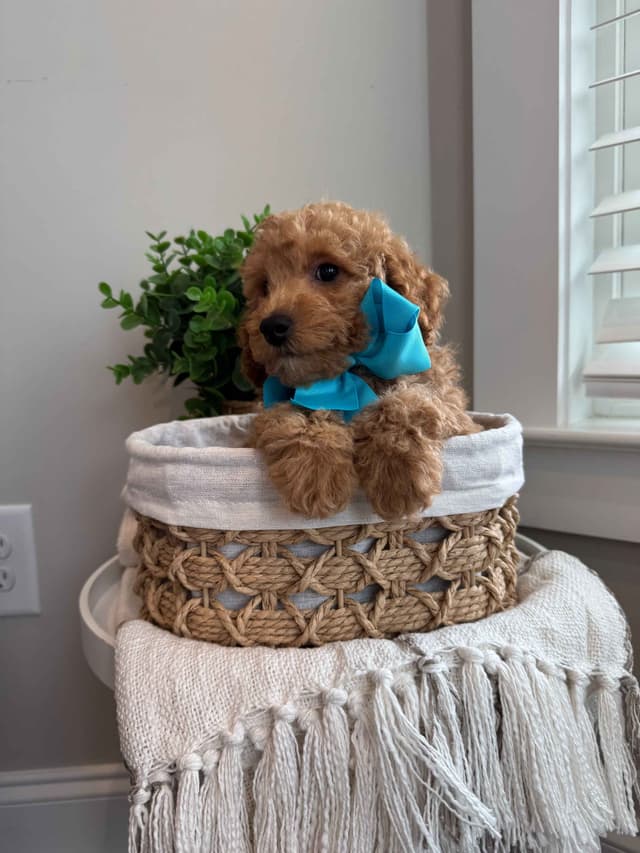 Toy/Mini Poodle Puppies media 16