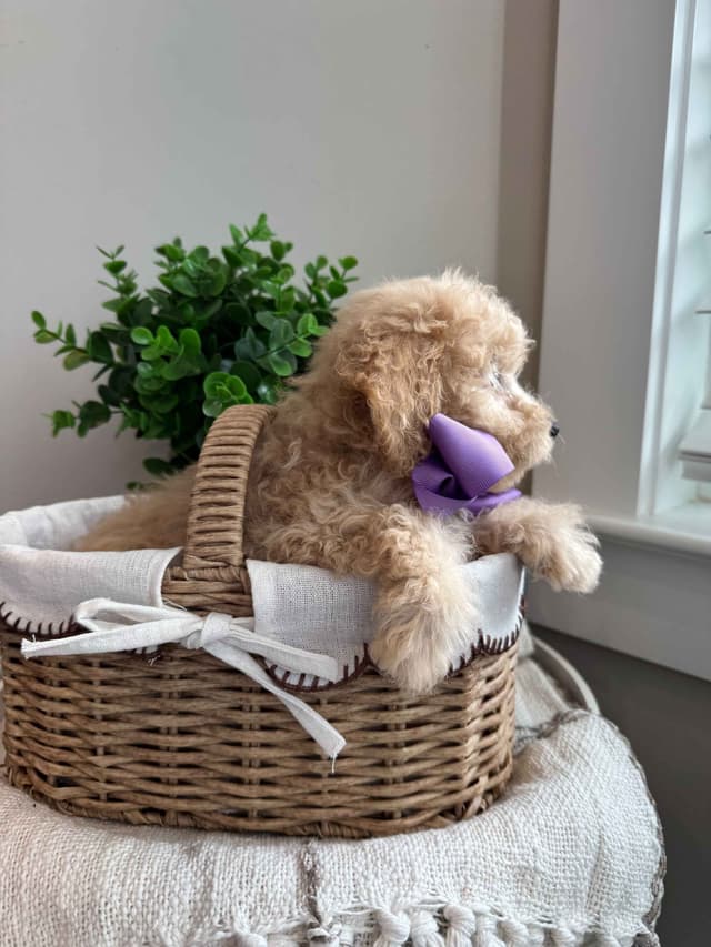Toy/Mini Poodle Puppies media 17