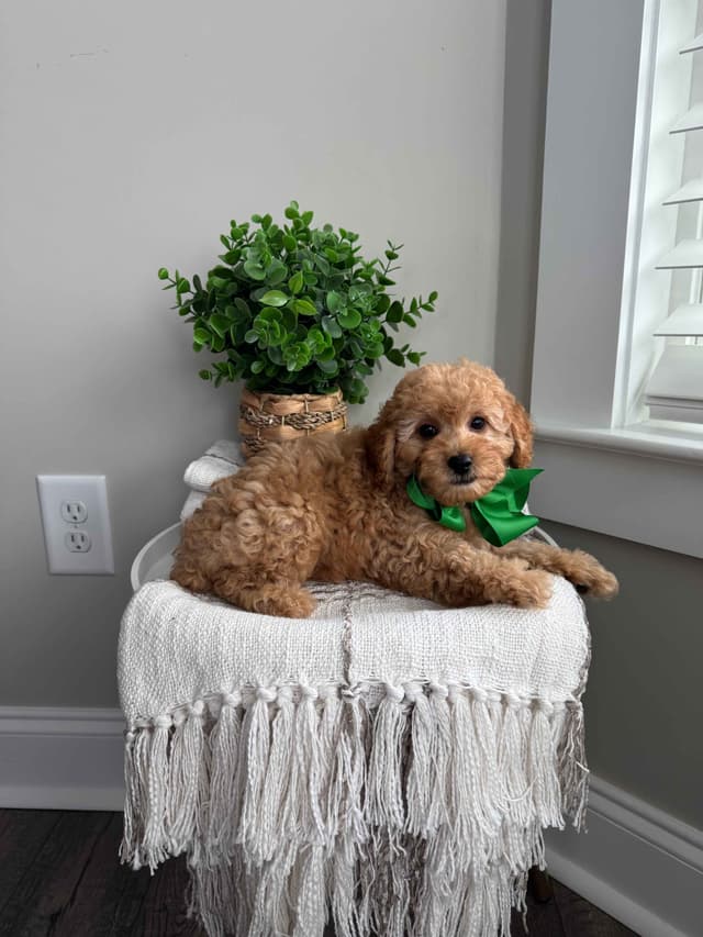 Toy/Mini Poodle Puppies media 18