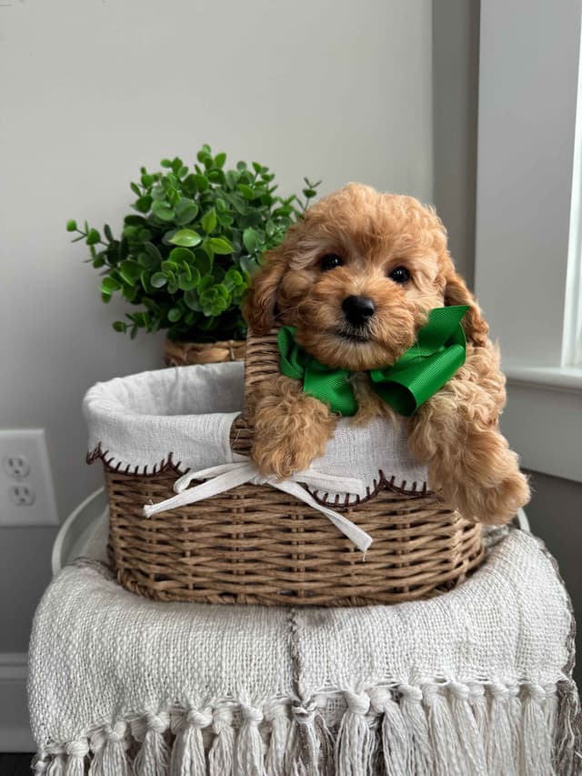 Toy/Mini Poodle Puppies media 19