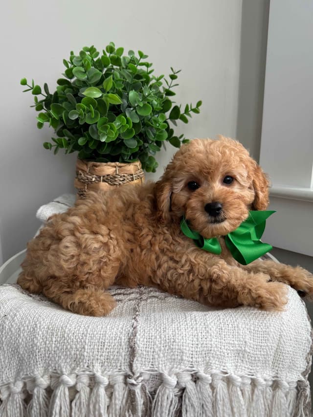 Toy/Mini Poodle Puppies media 20