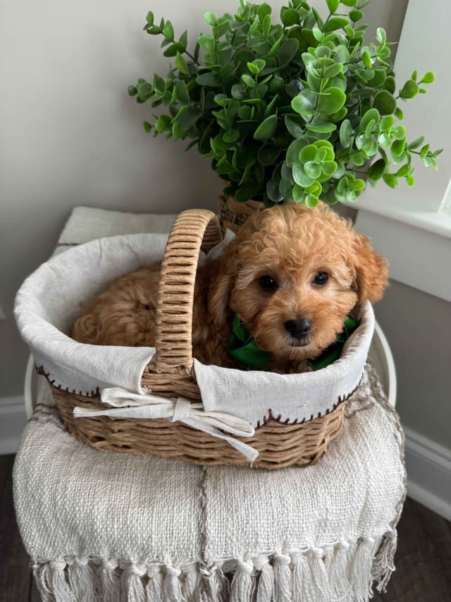 Toy/Mini Poodle Puppies media 21