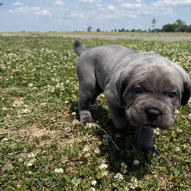 Classic Jayx AKC & ICCF Cane Corso Puppies media 5