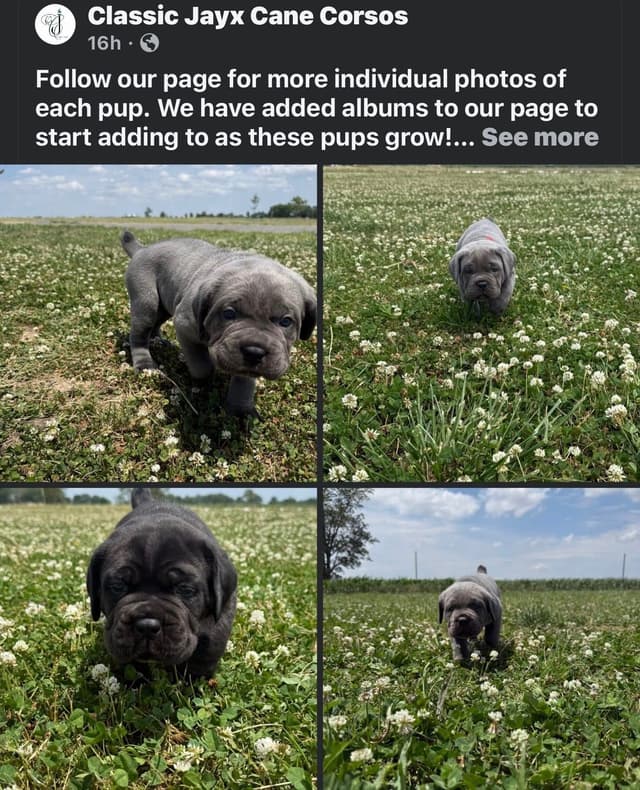 Classic Jayx AKC & ICCF Cane Corso Puppies media 4