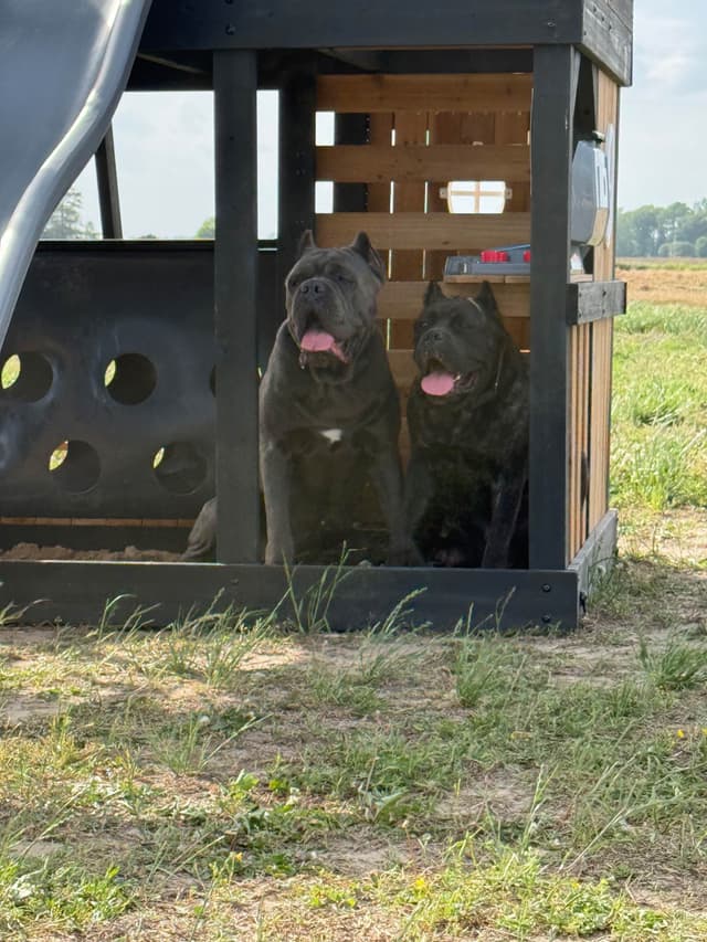 Classic Jayx AKC & ICCF Cane Corso Puppies media 15