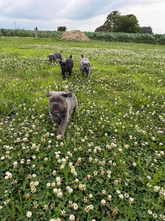 Classic Jayx AKC & ICCF Cane Corso Puppies media 2