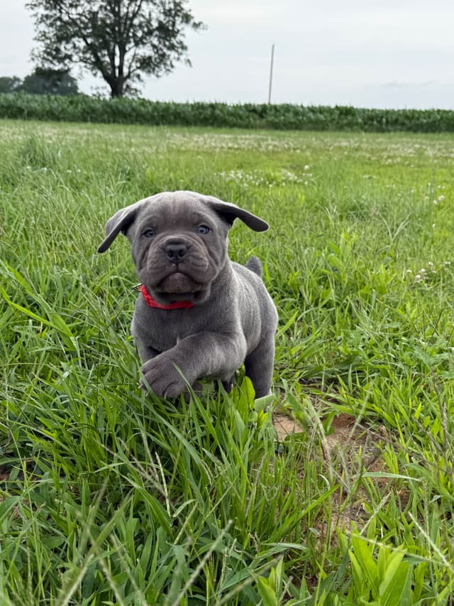 Classic Jayx AKC & ICCF Cane Corso Puppies media 10