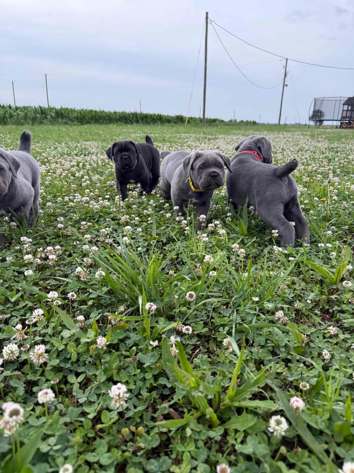 Classic Jayx AKC & ICCF Cane Corso Puppies breeder image 3