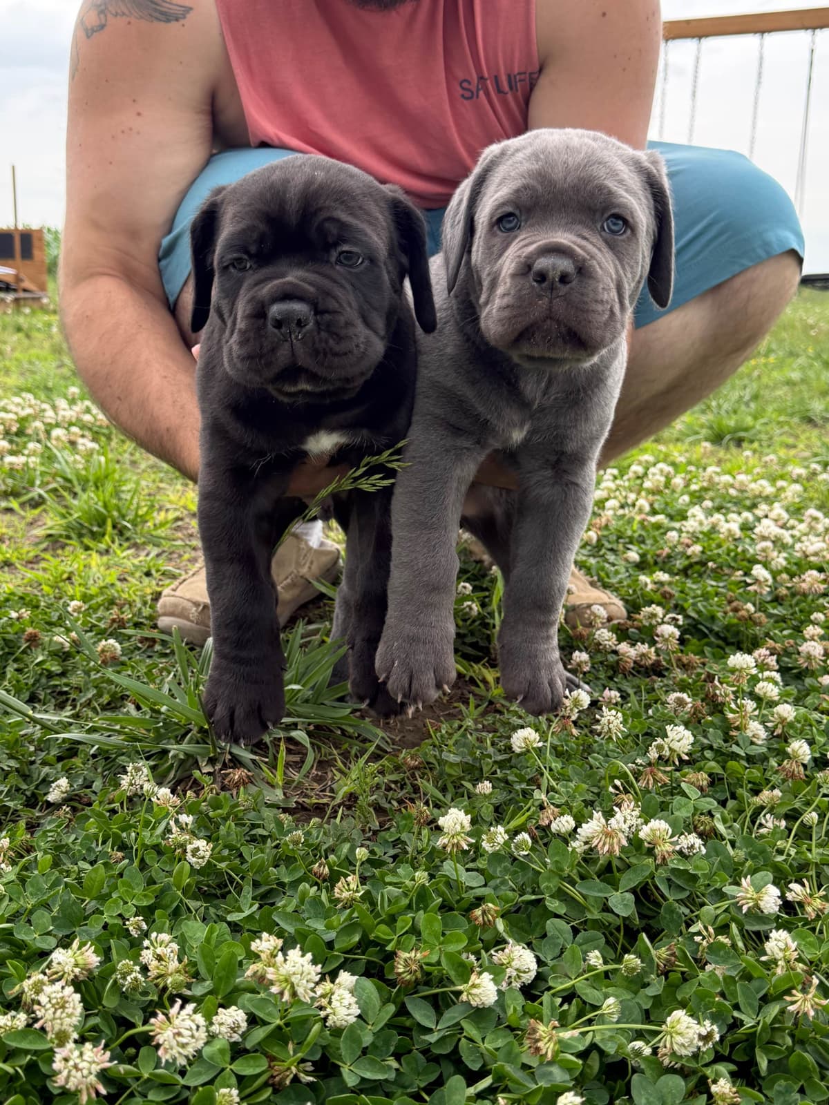 Classic Jayx AKC & ICCF Cane Corso Puppies breeder image 4