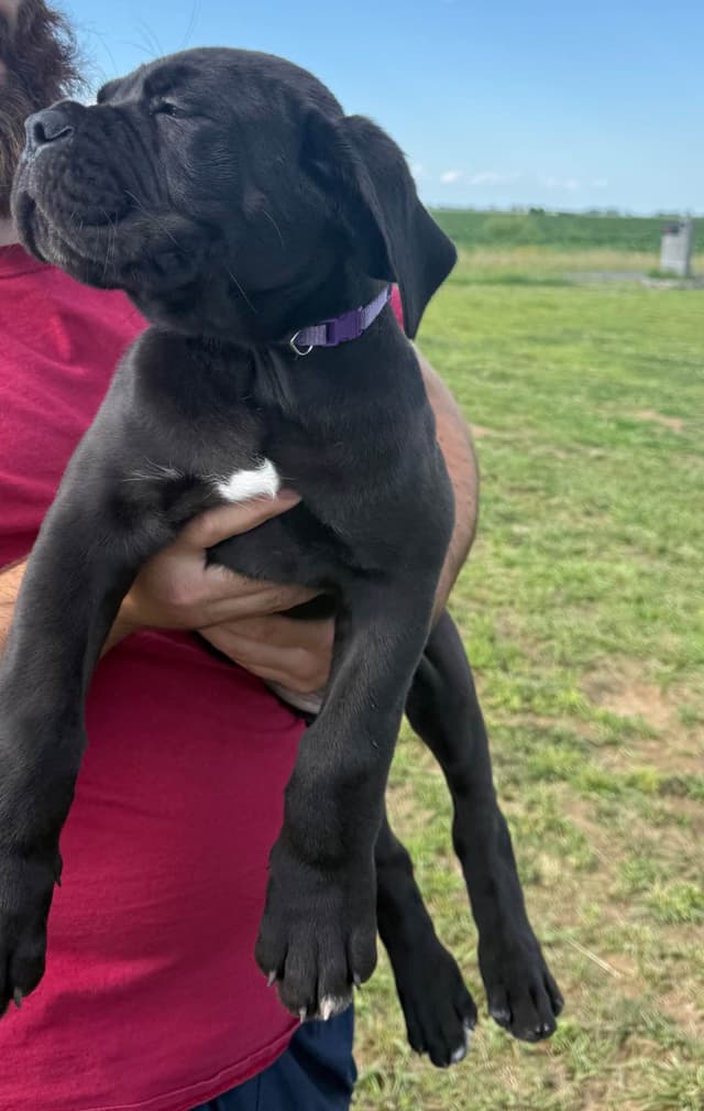 Classic Jayx AKC & ICCF Cane Corso Puppies media 16
