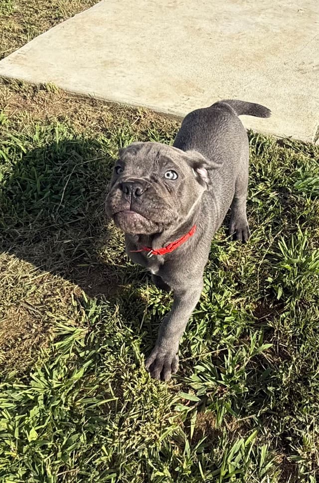 Classic Jayx AKC & ICCF Cane Corso Puppies media 17