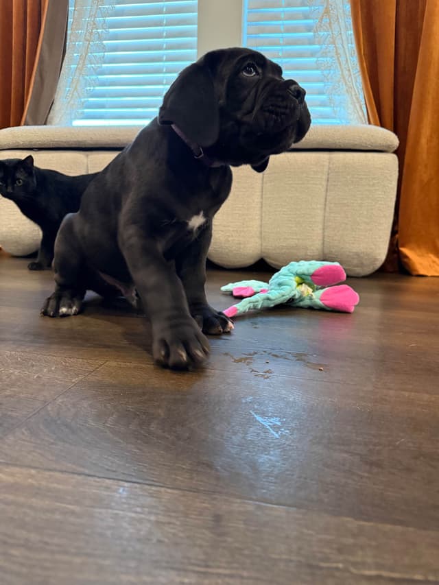 Classic Jayx AKC & ICCF Cane Corso Puppies media 19
