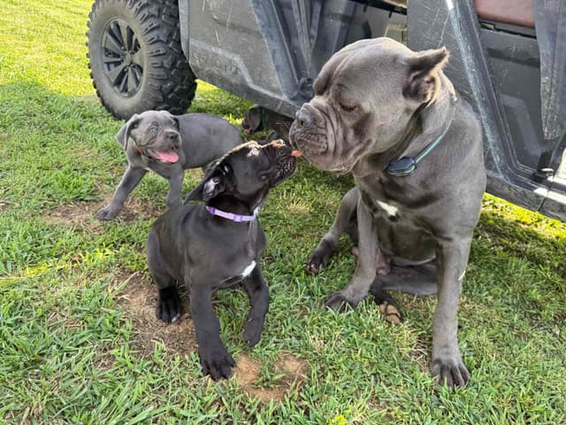 Classic Jayx AKC & ICCF Cane Corso Puppies media 18