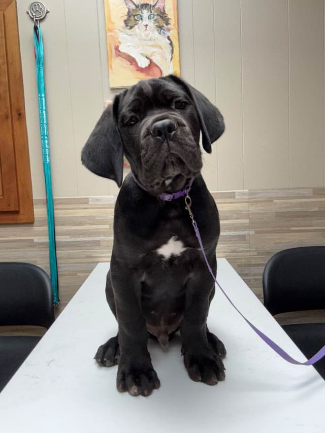Classic Jayx AKC & ICCF Cane Corso Puppies media 21