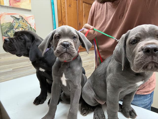 Classic Jayx AKC & ICCF Cane Corso Puppies media 22