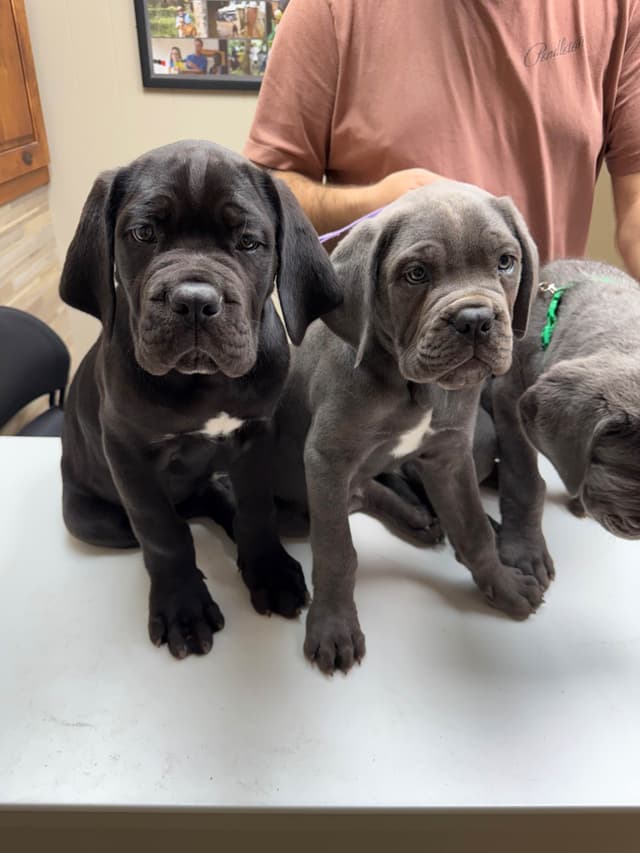 Classic Jayx AKC & ICCF Cane Corso Puppies media 23