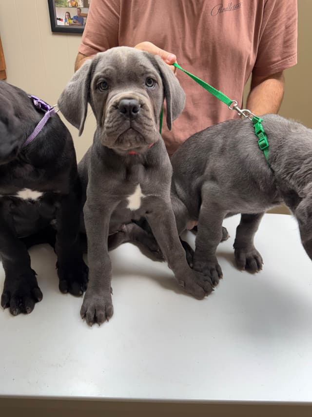 Classic Jayx AKC & ICCF Cane Corso Puppies media 24