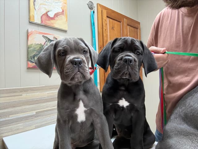 Classic Jayx AKC & ICCF Cane Corso Puppies media 25