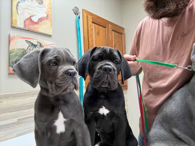 Classic Jayx AKC & ICCF Cane Corso Puppies media 26