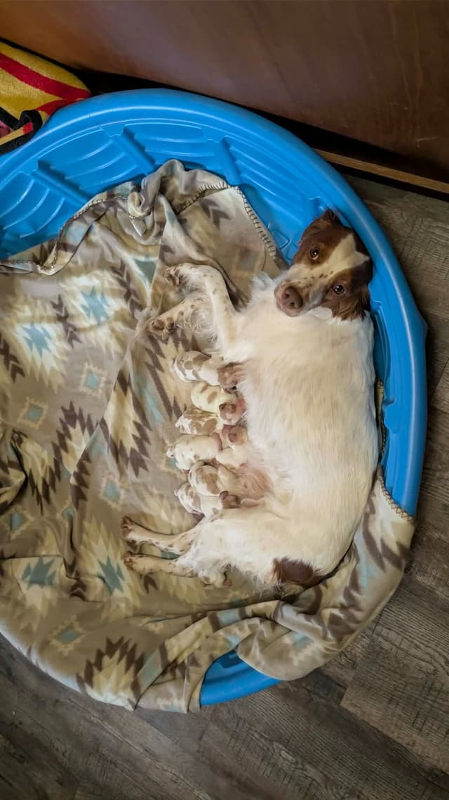 Brittany Puppies media 2