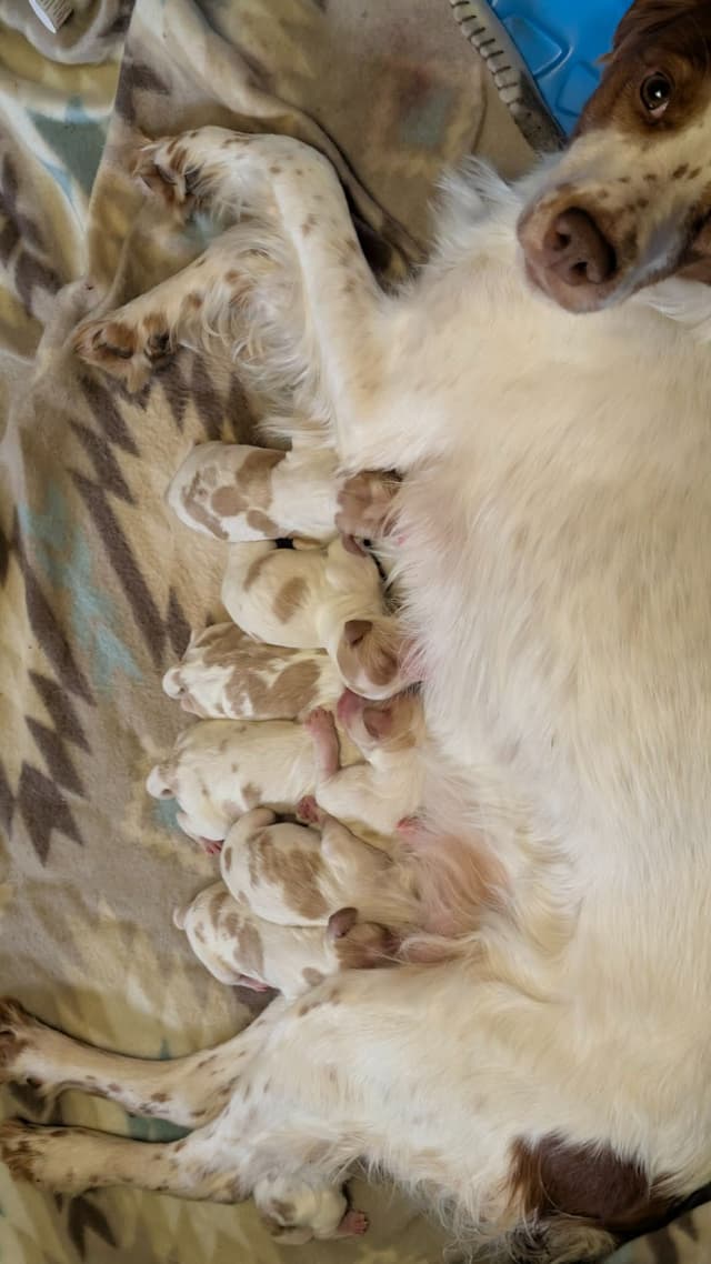 Brittany Puppies media 3