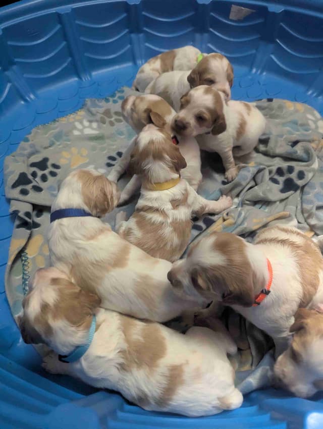 Brittany Puppies media 11