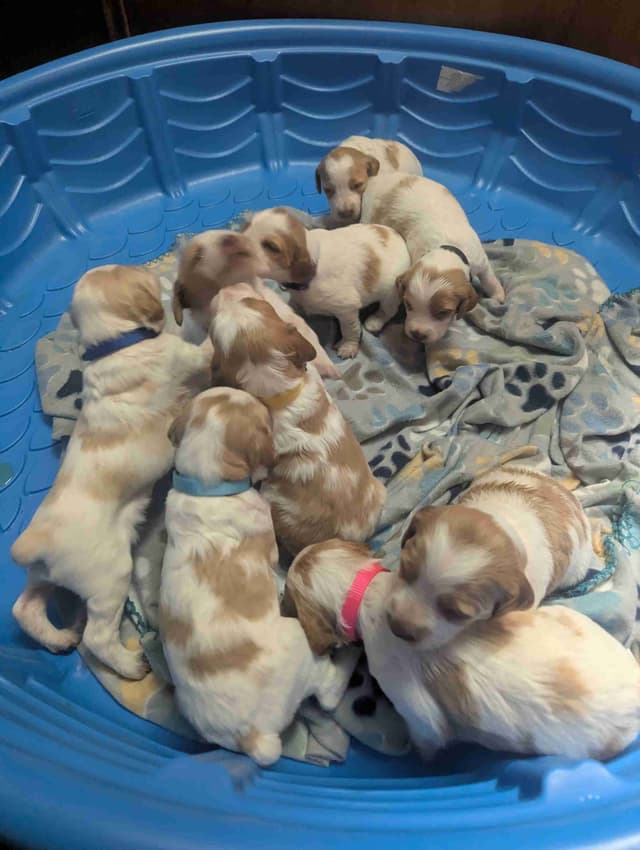 Brittany Puppies media 12