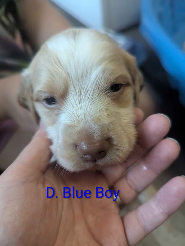 Brittany Puppies media 14