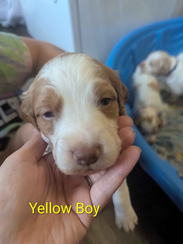 Brittany Puppies media 13