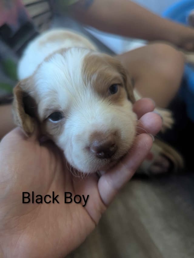 Brittany Puppies media 17