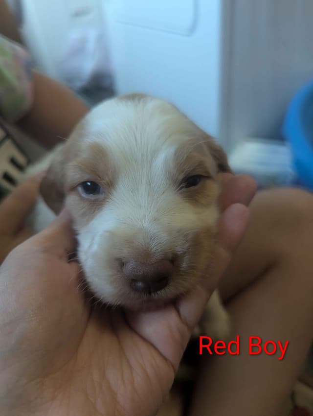 Brittany Puppies media 18
