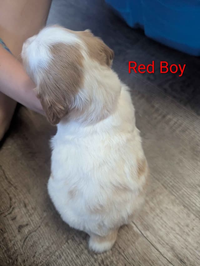 Brittany Puppies media 19