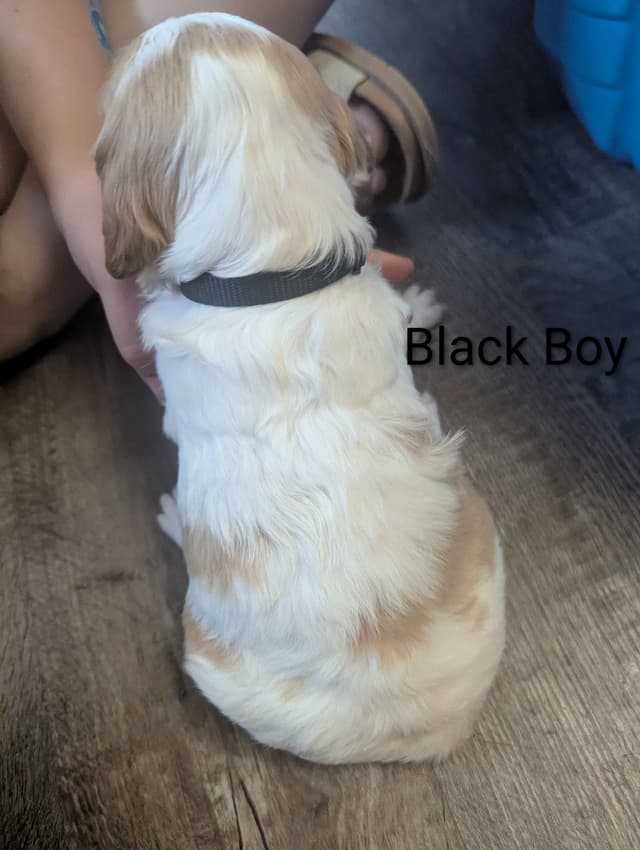 Brittany Puppies media 20